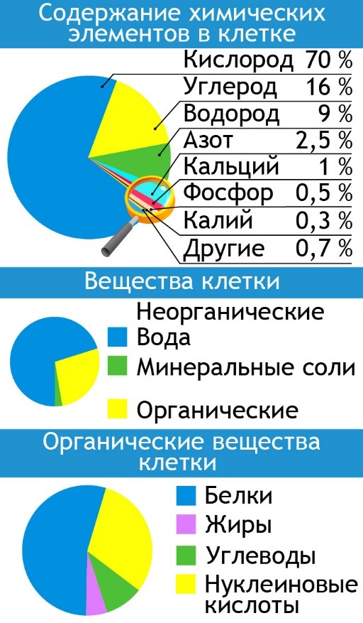 Векторы по запросу Химический состав клеток