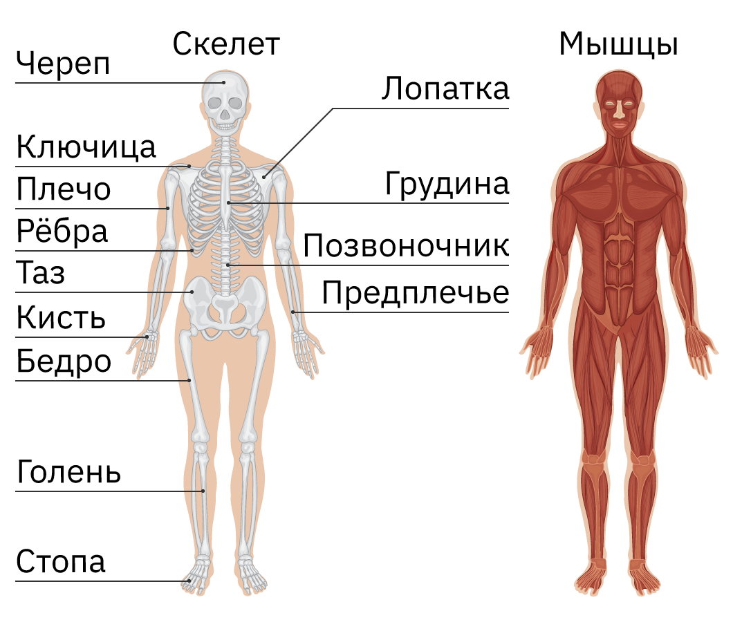 Скелет человека на подставке 170 см