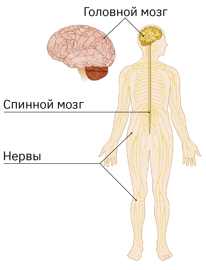 Облако знаний. Нервная система человека. Окружающий мир. 3 класс