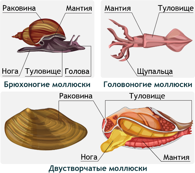 Моллюски — Википедия