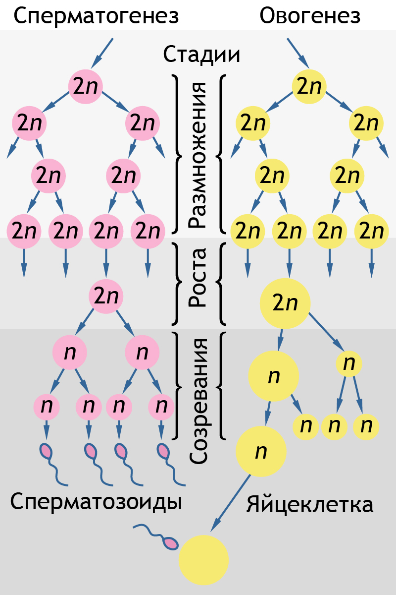 Гаметогенез. Оогенез. Сперматогенез - презентация онлайн