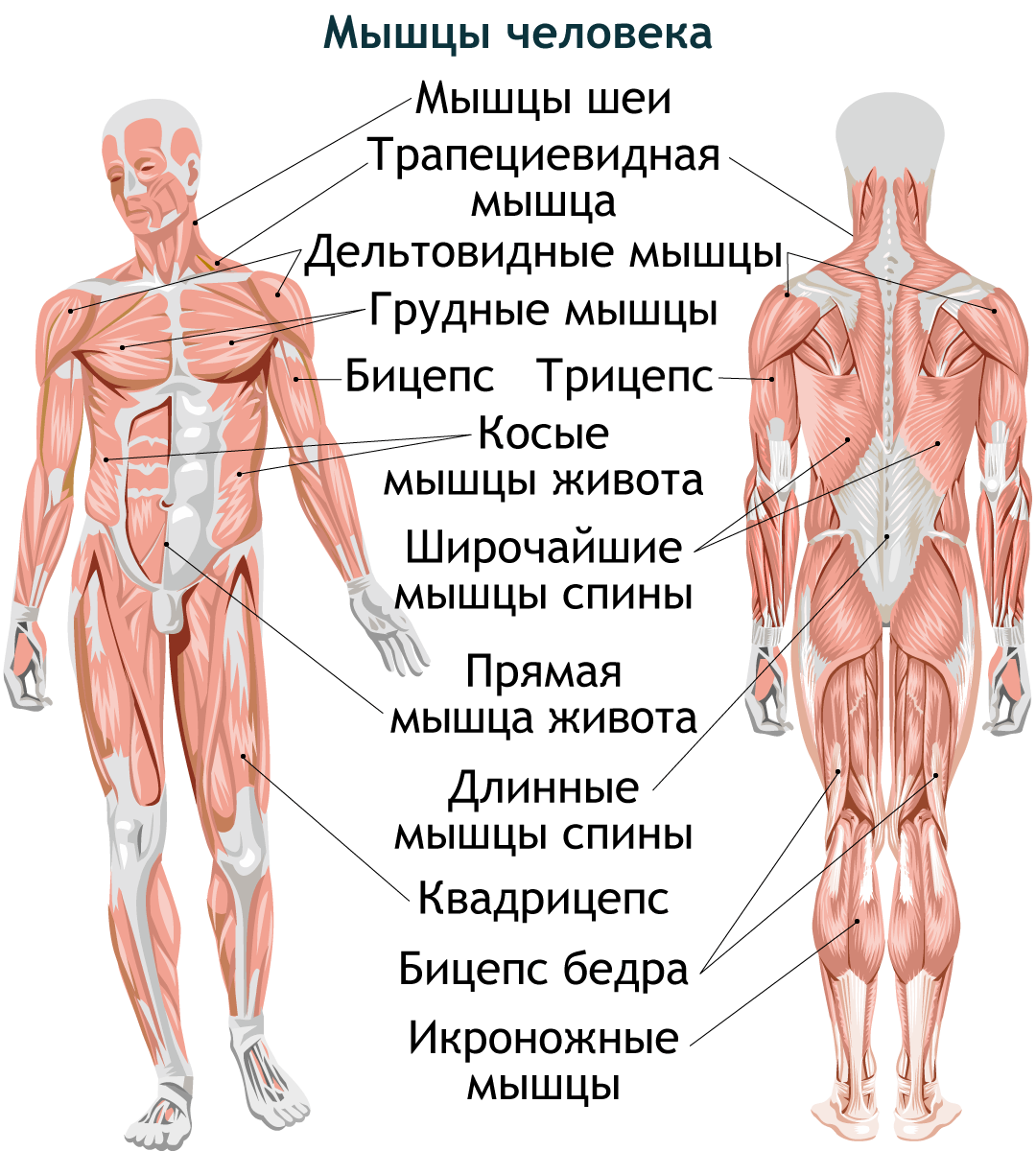 К чему крепятся мышцы. Строение мышцы. Структура мышц. Строение мышечной системы. Анатомическое строение мышц.