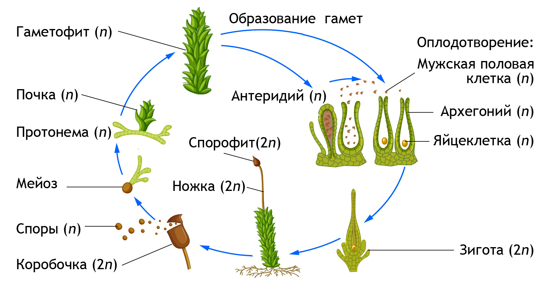 Гаметофит зеленых водорослей чем представлен. Кукушкин лен жизненный цикл. Размножение мха Кукушкин лен. Цикл развития мха Кукушкина льна. Размножение мха Кукушкин лен схема.