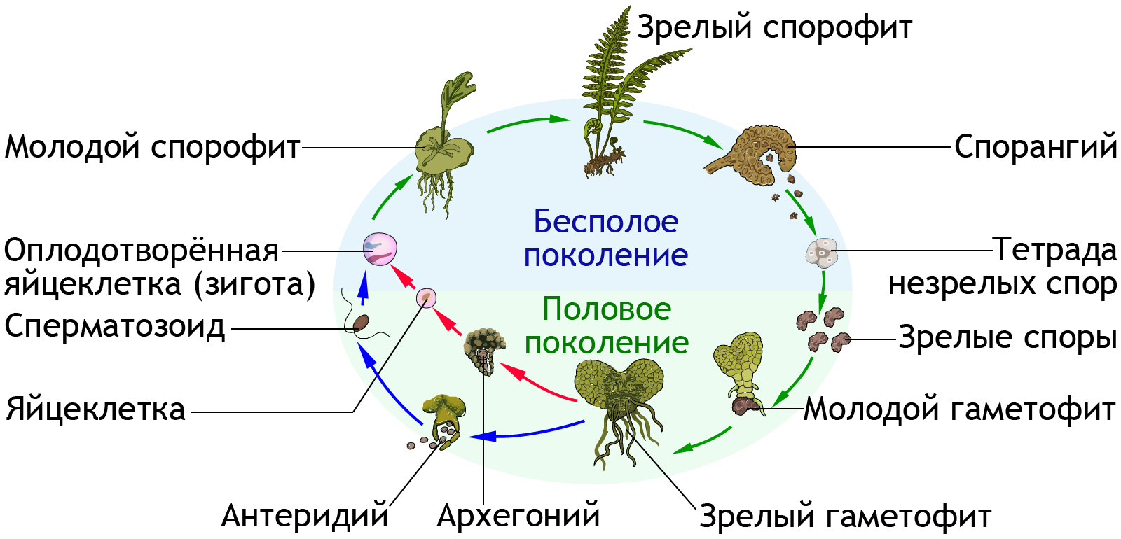 Цикл размножения папоротников. Жизненный цикл папоротника. Жизненный цикл папоротника оплодотворение. Жизненный цикл папоротника заросток.