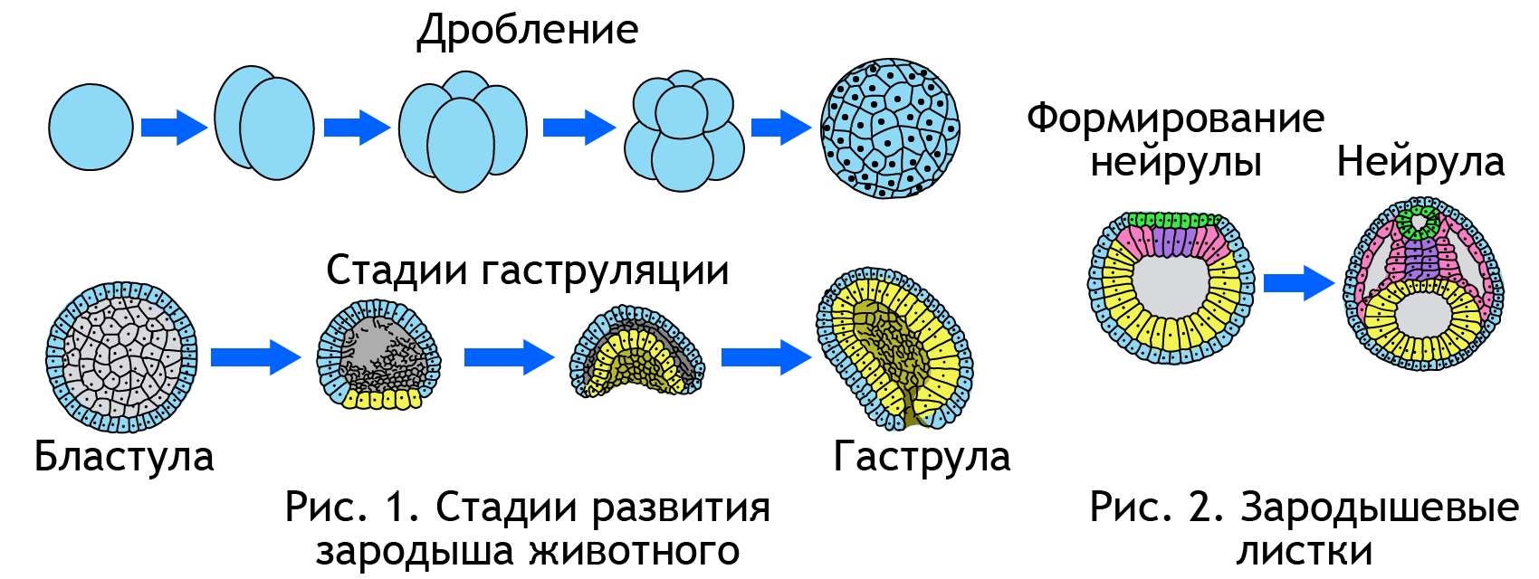 Органы размножения половые клетки оплодотворение. Прогенез картинки.