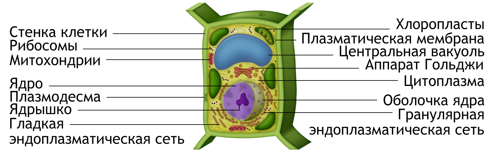 Структура растительной клетки 6 класс