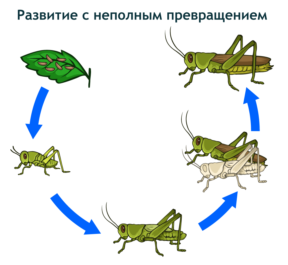 Цикл развития насекомых с неполным превращением. Метаморфоз насекомых с неполным превращением. Неполный метаморфоз у насекомых. С неполным превращением развиваются.