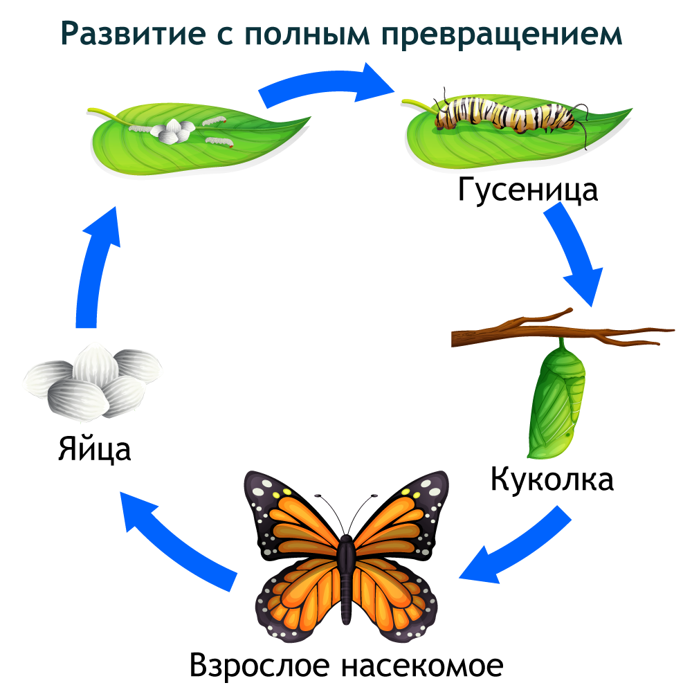 Фазы развития насекомого с полным превращением. Стадии развития с полным превращением. Развитие насекомых с полным превращением. Метаморфоз насекомых.