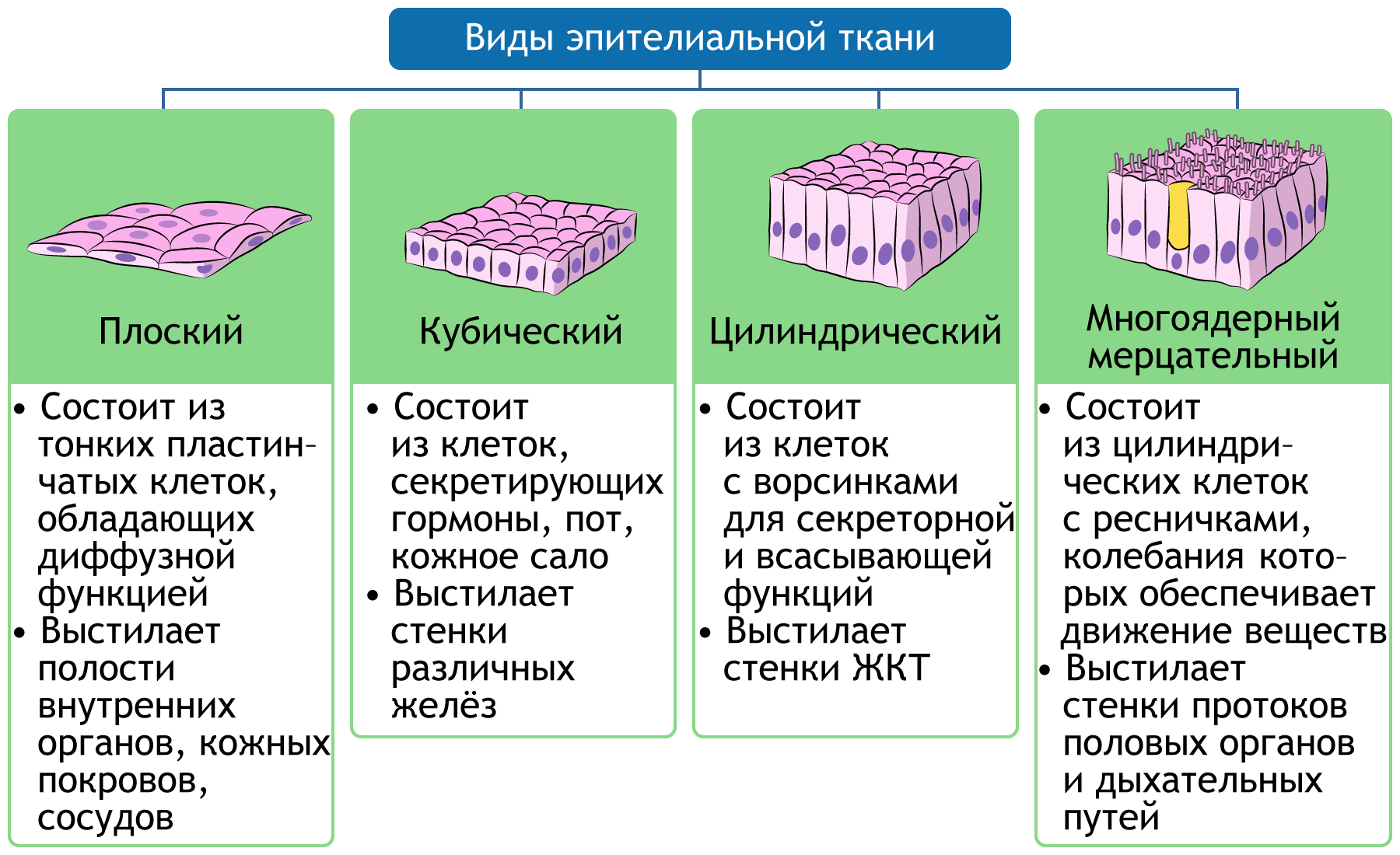 Виды эпителиальной ткани таблица. Ткань 1)  соединительная 2)  эпителиальная. Типы эпителиальной ткани таблица. Строение эпителиальной ткани.