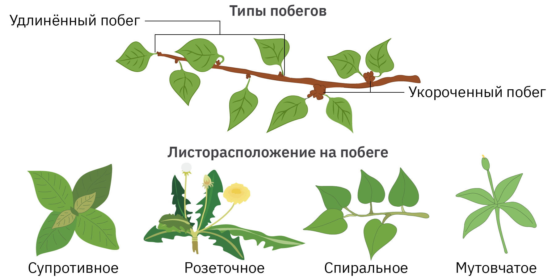 Узлами побега называют. Узел и междоузлие у растений. Морфология побега. Вегетативные цветы. Укороченно вегетативные побеги.