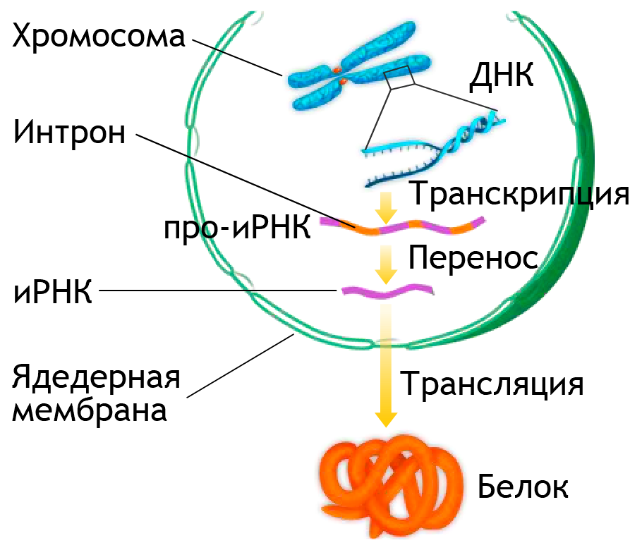 3 трансляция днк. Транскрипция трансляция репликация. Транскрипция и трансляция в биологии ЕГЭ. Биосинтез белка репликация. Механизмы транскрипции и трансляции.