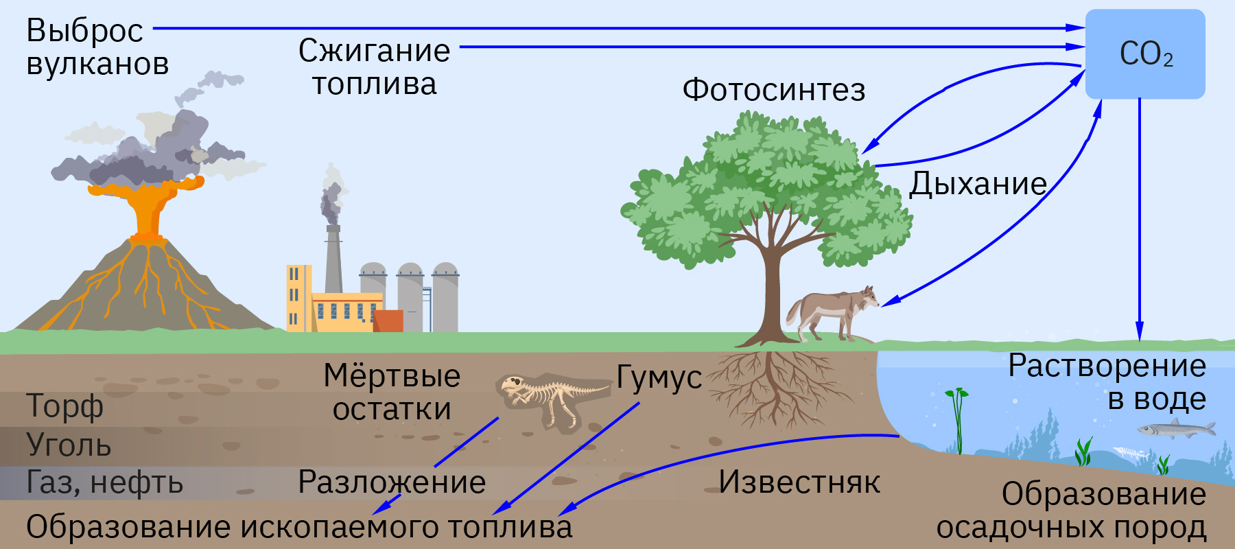 Круговорот углерода в природе