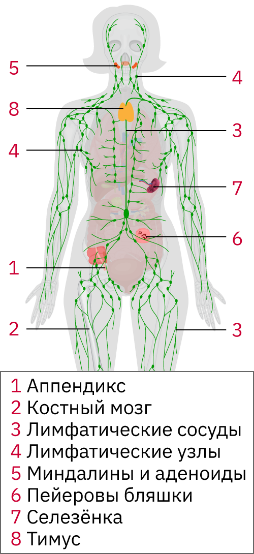 Органы иммуннойсистемы