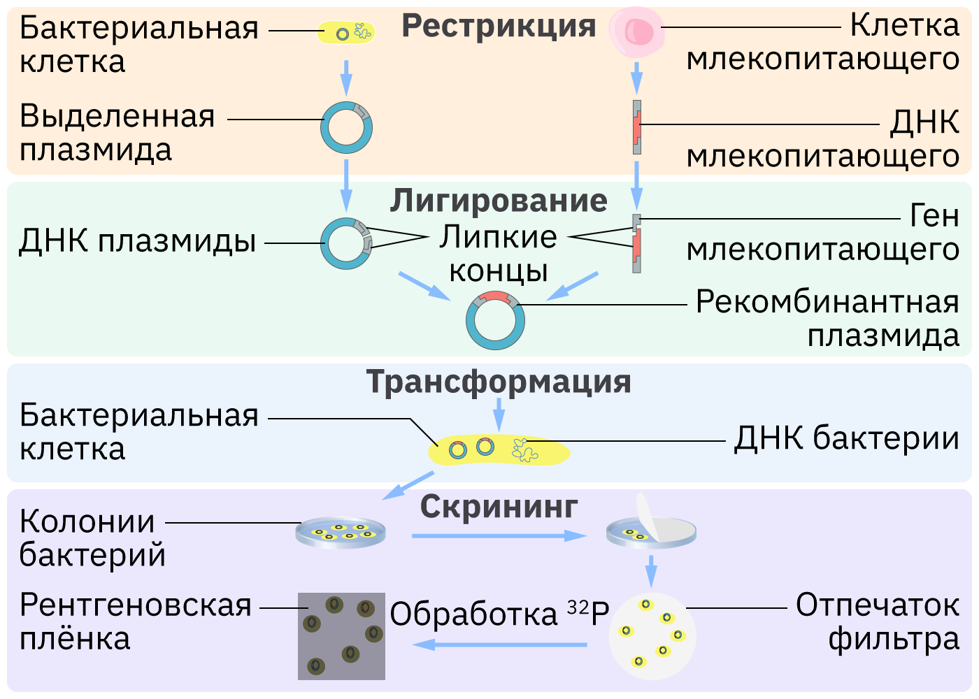 Метод рекомбинантных плазмид