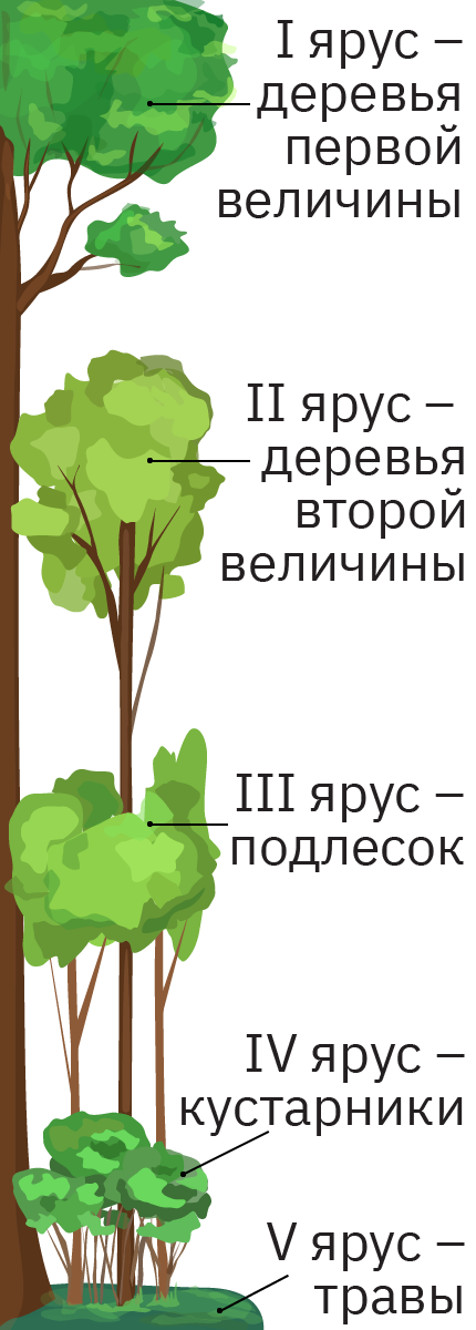 Ярусы лесного фитоценоза