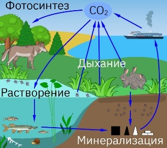 Круговорот углерода