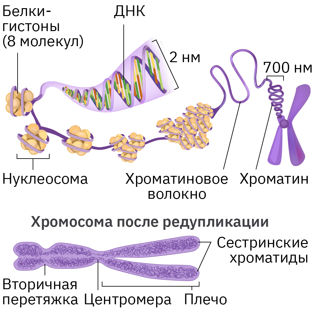 Структура хромосомы